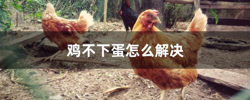 鸡不下蛋怎么解决