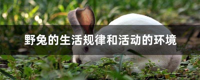 野兔的生活规律和活动的环境