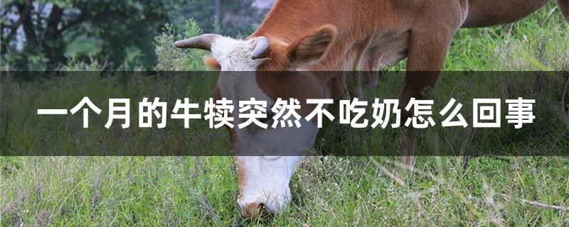 一个月的牛犊突然不吃奶怎么回事