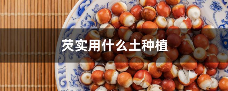 芡实用什么土种植