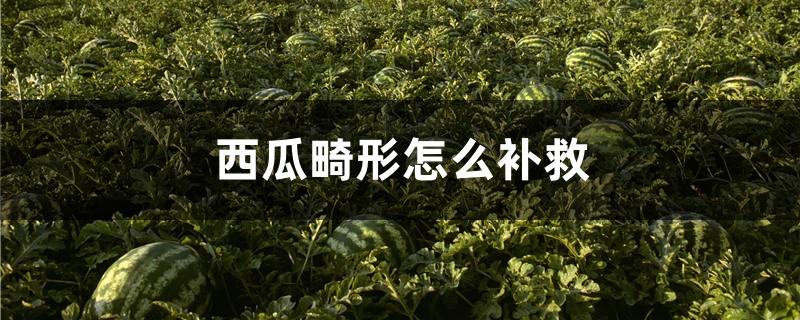 西瓜畸形怎么补救