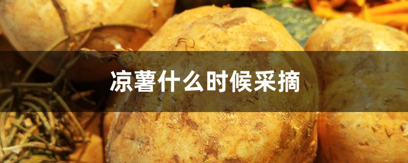 凉薯什么时候采摘