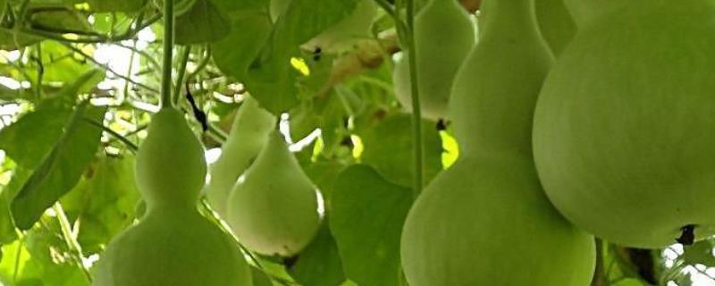 葫芦能生吃吗？