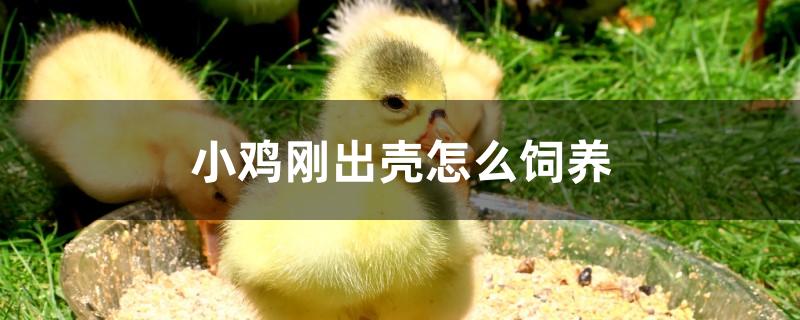 小鸡刚出壳怎么饲养