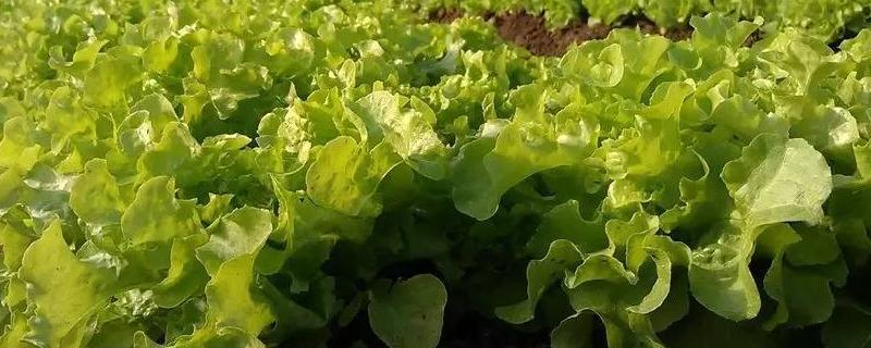 生菜有哪些品种？