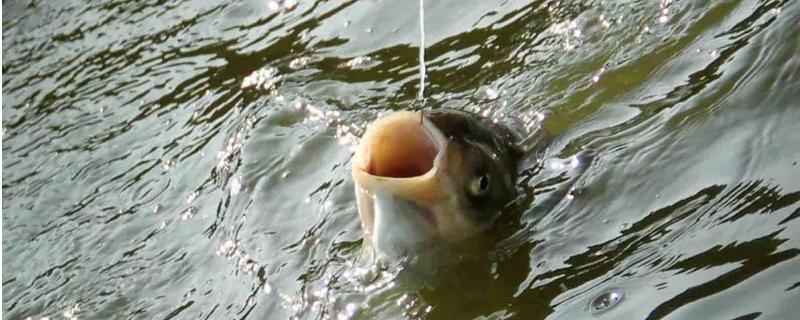 夏季钓鲢鱼技巧大全？