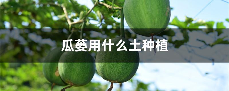 瓜蒌用什么土种植