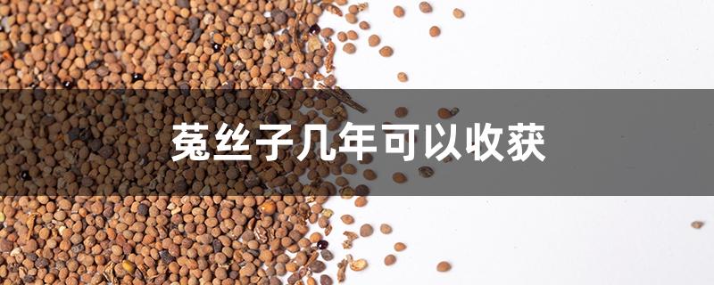 菟丝子几年可以收获