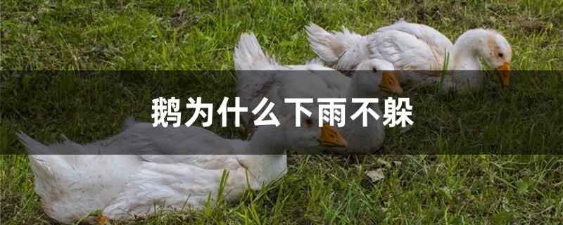 鹅为什么下雨不躲