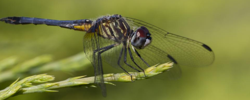 蜻蜓是不是昆虫？