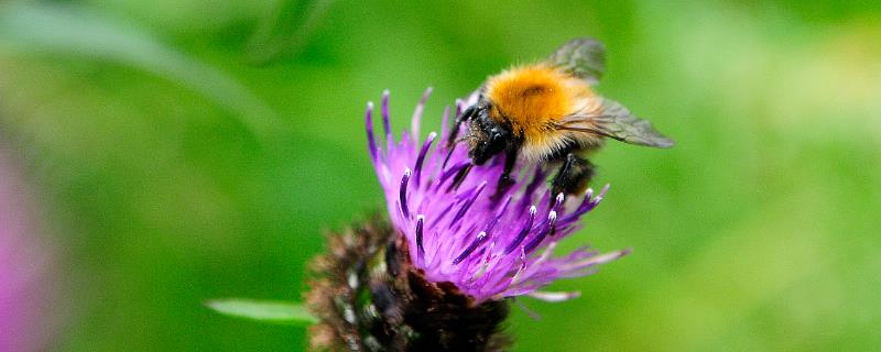 蜂毒由哪些成分组成的？