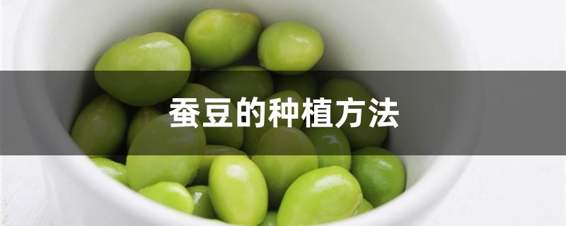蚕豆的种植方法