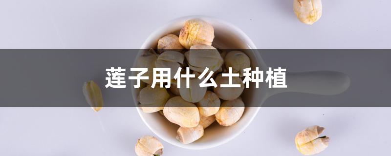 莲子用什么土种植