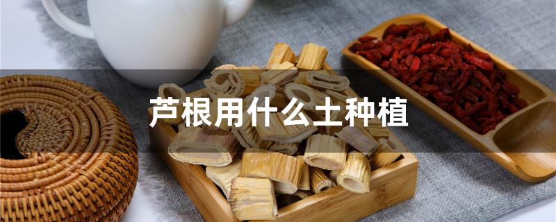 芦根用什么土种植