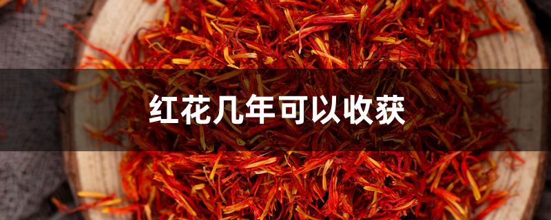 红花几年可以收获