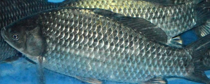 冬钓鲫鱼饵料配方及技巧？