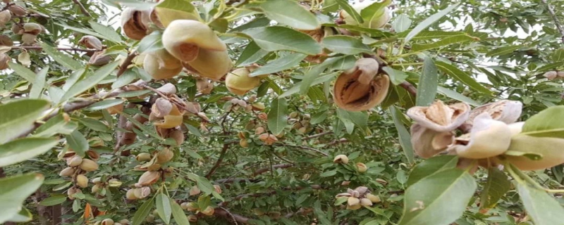 杏仁主要分布在哪里？