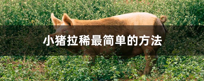 小猪拉稀最简单的方法