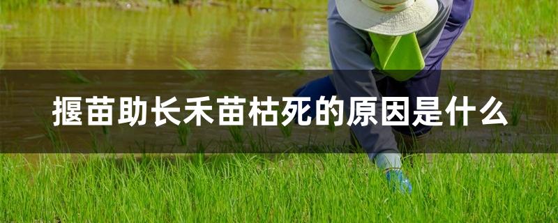 揠苗助长禾苗枯死的原因是什么
