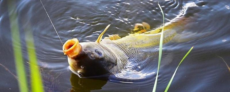 2.0主线适合钓多大鱼？没有固定的值？