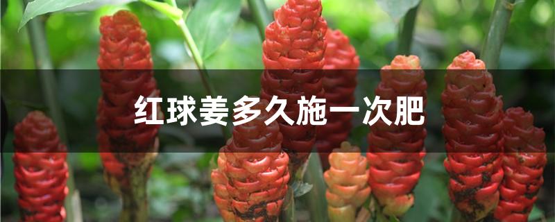 红球姜多久施一次肥