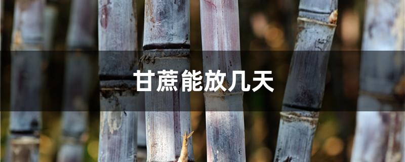 甘蔗能放几天