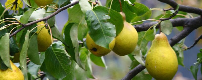 梨树在夏季修剪技术要点有哪些？