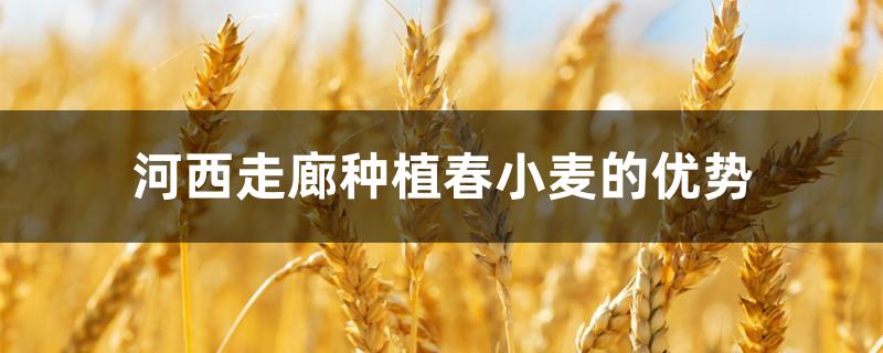 河西走廊种植春小麦的优势