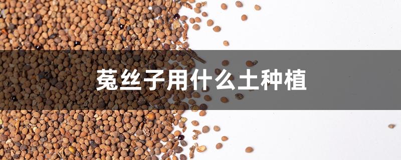 菟丝子用什么土种植
