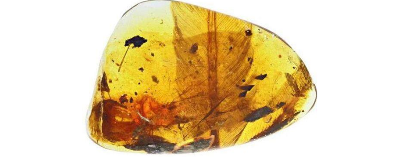 早在亿年前凶猛的古鸟是如何被发现的？