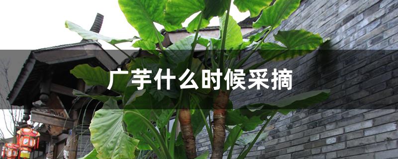 广芋什么时候采摘