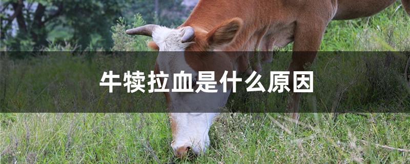牛犊拉血是什么原因