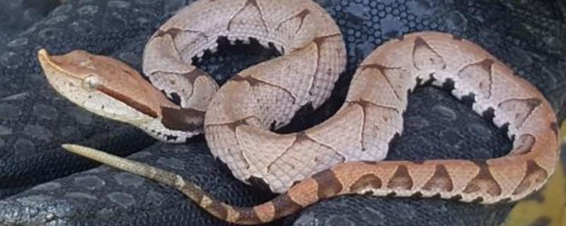 五步蛇的毒性分析？