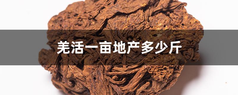 羌活一亩地产多少斤