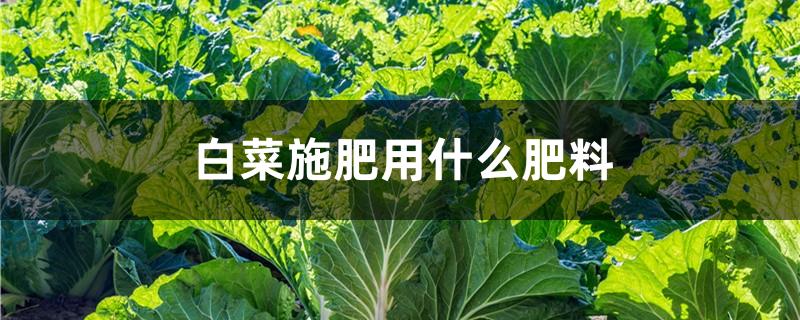 白菜施肥用什么肥料