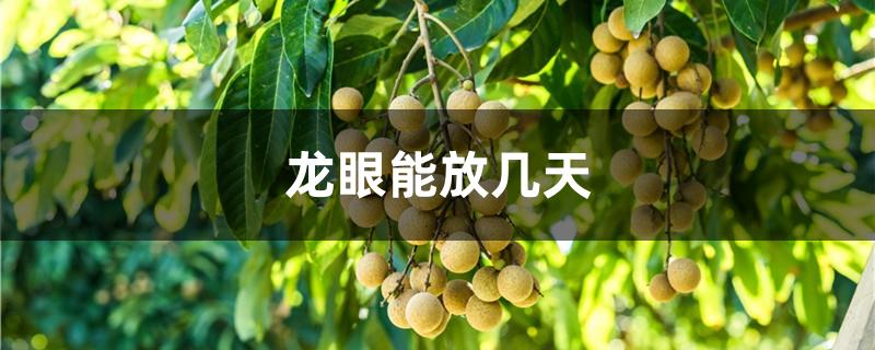 龙眼能放几天