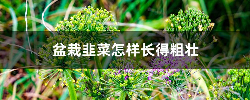 盆栽韭菜怎样长得粗壮