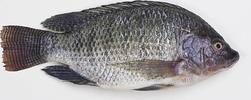 罗非鱼的生活习性及特点？