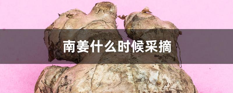 南姜什么时候采摘