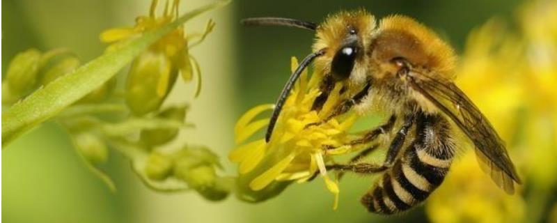 中蜂多久换一次蜂王？