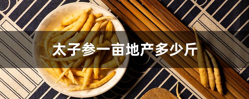 太子参一亩地产多少斤