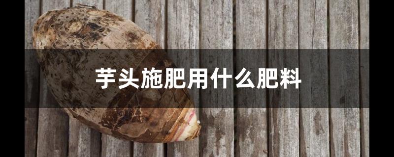 芋头施肥用什么肥料