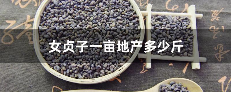 女贞子一亩地产多少斤