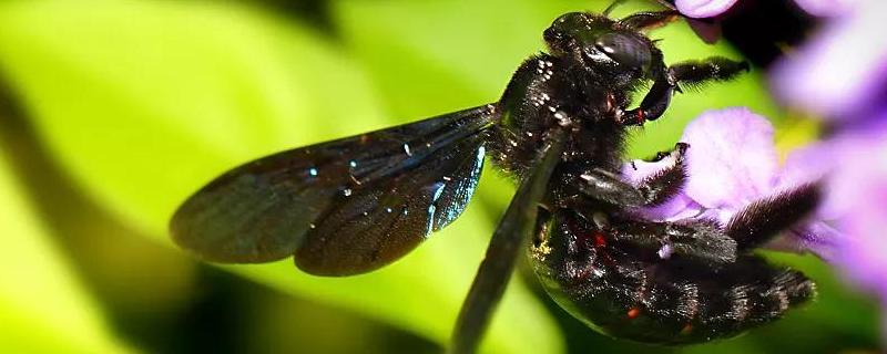 东北黑蜂的盗性强吗？