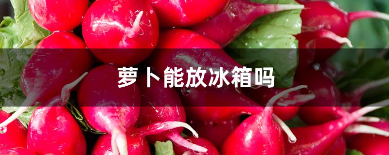 萝卜菜能放冰箱吗