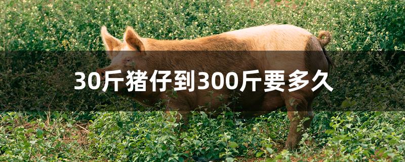 30斤猪仔到300斤要多久