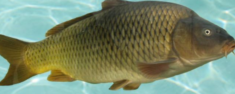 台钓鲤鱼饵料配方大全？