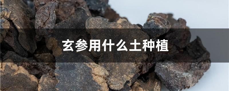 玄参用什么土种植