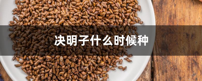 决明子什么时候种