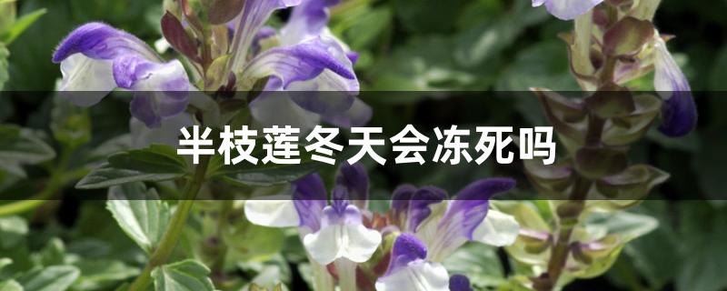 半枝莲冬天会冻死吗